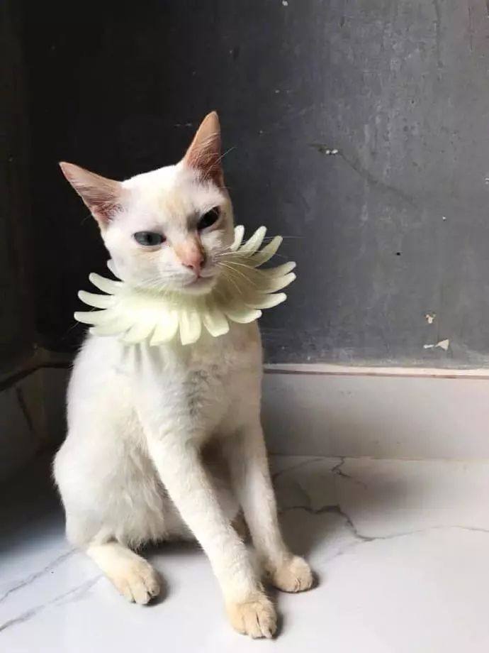 猫咪最新互动游戏玩法，提升幸福感的关键秘籍！